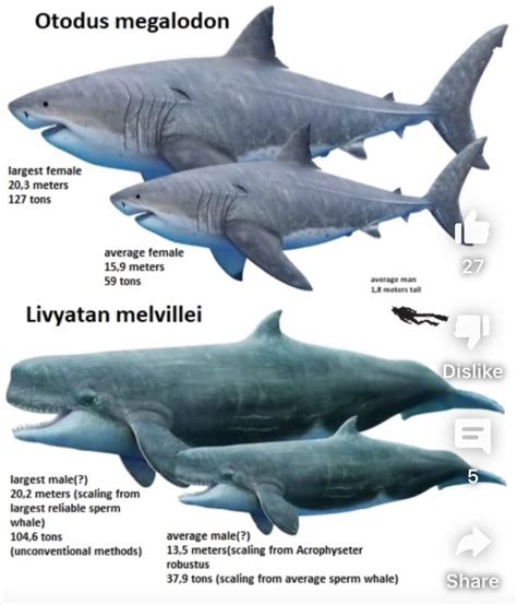 leviathan vs megalodon|livyatan vs megalodon size.